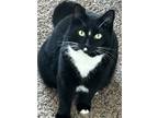 Adopt Miel a Domestic Mediumhair cat in Bellingham, WA (41558251)