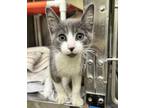 Adopt Felix a Domestic Shorthair / Mixed cat in Mipiltas, CA (41558277)