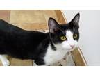 Adopt Zundra a Domestic Shorthair (short coat) cat in South Bend, IN (41558274)