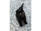 Adopt Cream Puff a All Black Domestic Shorthair (short coat) cat in South Bend