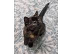 Adopt Muffin a Domestic Shorthair (short coat) cat in South Bend, IN (41558272)