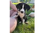 Adopt Henry a Black - with White Labrador Retriever dog in South Bend