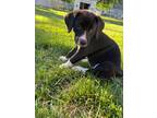Adopt Holly a Black - with White Labrador Retriever dog in South Bend