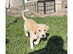 Adopt Hunter a Labrador Retriever dog in South Bend, IN (41558268)