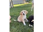 Adopt Hope a Labrador Retriever dog in South Bend, IN (41558267)