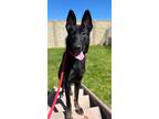 Adopt Lyla a Black Belgian Shepherd / Mixed dog in Lodi, CA (41558215)
