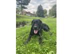 Adopt Marley a Black Labrador Retriever / Rottweiler / Mixed dog in Baltimore