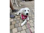 Adopt Sky HTX a White Great Pyrenees dog in Statewide, TX (41558200)