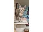 Adopt Chance a Gray, Blue or Silver Tabby Domestic Shorthair cat in Joliet
