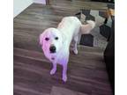 Adopt Zeus a White - with Tan, Yellow or Fawn Great Pyrenees / Mixed dog in