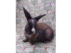 Adopt Doris a Chocolate Dutch / Mixed (short coat) rabbit in Santa Barbara