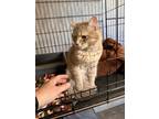 Adopt Babu a Domestic Mediumhair / Mixed (short coat) cat in Brigham City -