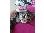 Adopt Turtle a Domestic Shorthair / Mixed (short coat) cat in Brigham City -