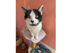 Adopt Oreo a Domestic Shorthair / Mixed (short coat) cat in Brigham City -
