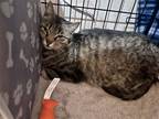 Adopt Kew Gardens a Domestic Shorthair / Mixed cat in Colorado Springs