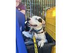 Adopt Finnegan ASAP! a American Pit Bull Terrier / Mixed dog in La Honda