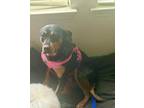 Adopt Ada a Black - with Tan, Yellow or Fawn Rottweiler / Mixed dog in Cedar