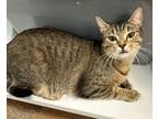 Adopt b 3/16/24 - Momma Mia a Domestic Shorthair / Mixed (short coat) cat in