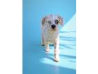 Adopt Willie a Shih Tzu / Havanese / Mixed dog in Fayetteville, AR (41557650)