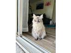 Adopt Moonie a Cream or Ivory Domestic Longhair / Mixed (long coat) cat in