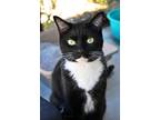 Adopt Miss Ginger a Domestic Shorthair / Mixed (short coat) cat in Brigham City