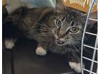 Adopt Marshmallow a Brown or Chocolate Domestic Shorthair / Mixed cat in