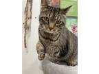 Adopt Zackery a Brown Tabby Domestic Shorthair / Mixed (short coat) cat in