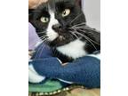 Adopt Slinky a Domestic Shorthair / Mixed (short coat) cat in Brigham City -