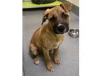 Adopt Boogie Woogie a Terrier, Mixed Breed