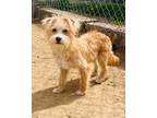 Adopt Gilroy a Terrier (Unknown Type, Medium) dog in Windsor, CO (41556827)