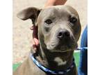 Adopt BOYD a Pit Bull Terrier, Mixed Breed