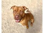 Adopt TED a Pit Bull Terrier, Mixed Breed