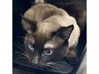 Adopt Chong (bonded w/Cheech) a Cream or Ivory Siamese / Mixed cat in Oakland