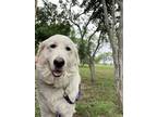 Adopt Georgia a White Great Pyrenees / Mixed dog in San Antonio, TX (41558140)