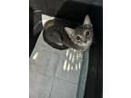 Adopt Loki a Gray or Blue American Shorthair / Mixed (medium coat) cat in