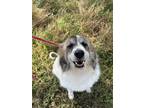 Adopt Leesa a White - with Brown or Chocolate Great Pyrenees / Border Collie /