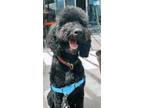 Adopt Taco a Black Poodle (Standard) / Mixed dog in San Diego, CA (41558137)