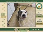 Adopt Droopy a Mixed Breed (Medium) / Mixed dog in Melbourne, FL (41555666)