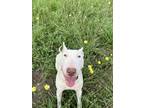 Adopt Franny a White Bull Terrier / Mixed dog in San Antonio, TX (41558121)