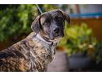 Adopt Kitty a Plott Hound / American Pit Bull Terrier / Mixed dog in Seattle