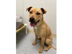 Adopt Coty (foster needed) a Mixed Breed (Medium) / Mixed dog in Raleigh