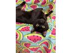 Adopt Sourdough a Domestic Shorthair / Mixed (short coat) cat in Raleigh