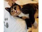 Adopt Celebre a Tortoiseshell Domestic Shorthair (short coat) cat in Silverton