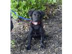 Adopt KEVIN a Black Australian Shepherd / Mixed dog in Branford, CT (41557833)