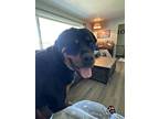 Adopt Ravenn a Black Rottweiler / Mixed dog in Dallas, OR (41558107)
