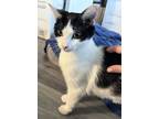 Adopt Opra a Black & White or Tuxedo Domestic Shorthair (short coat) cat in