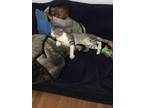Adopt Felix a Gray, Blue or Silver Tabby RagaMuffin / Mixed (short coat) cat in