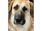 Adopt Fiona a Tan/Yellow/Fawn - with White German Shepherd Dog / Great Pyrenees