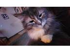 Adopt Captain Bootsnfur a Gray or Blue Domestic Longhair / Mixed (long coat) cat
