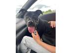 Adopt Milton a Labrador Retriever / Mixed dog in Germantown, OH (41558071)